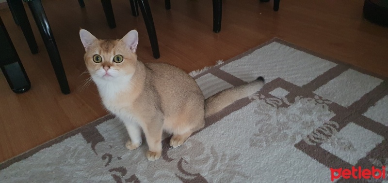 British Shorthair, Kedi  mia fotoğrafı