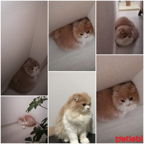 British Longhair, Kedi  Paşa fotoğrafı