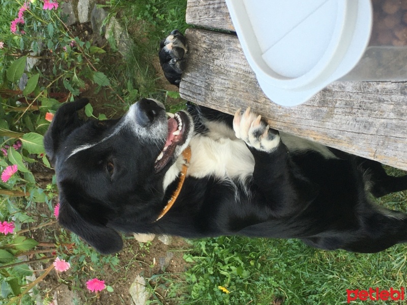 Sokö (Sokak Köpeği), Köpek  Lily fotoğrafı