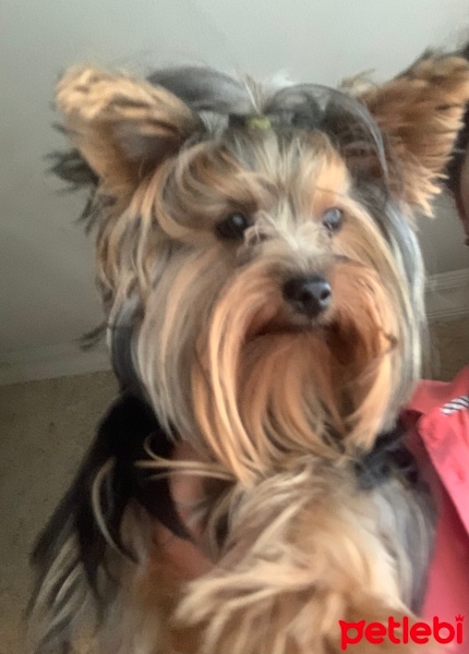 Yorkshire Terrier, Köpek  ARYA fotoğrafı
