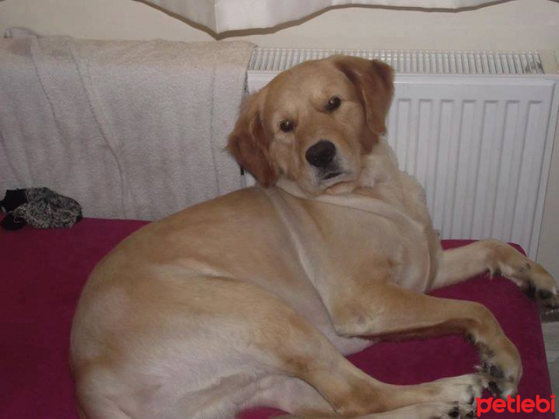 Golden Retriever, Köpek  pulsar fotoğrafı