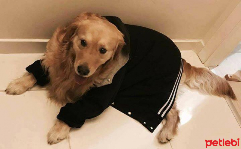 Golden Retriever, Köpek  pulsar fotoğrafı