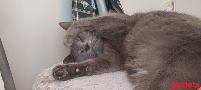 British Shorthair, Kedi  Bihter fotoğrafı