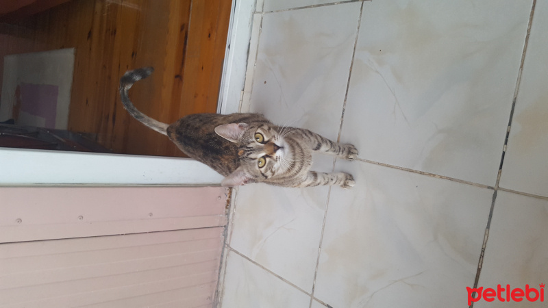Tekir Kedi, Kedi  Mırmır Satilo fotoğrafı