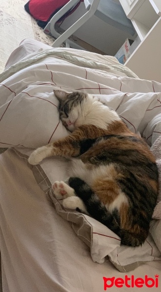 Tekir Kedi, Kedi  Mira fotoğrafı