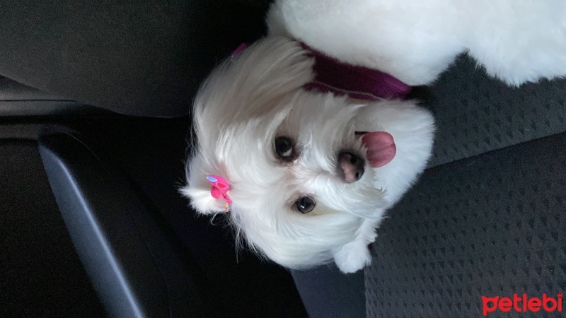 Maltese, Köpek  Venüs fotoğrafı