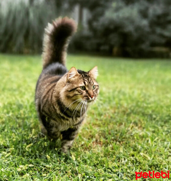 Sibirya Kedisi, Kedi  Cafer fotoğrafı