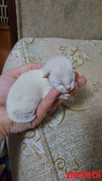Siyam Kedisi, Kedi  Guzellik fotoğrafı