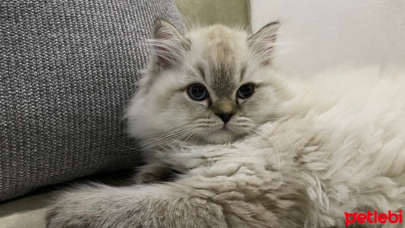 British Longhair, Kedi  Latte fotoğrafı