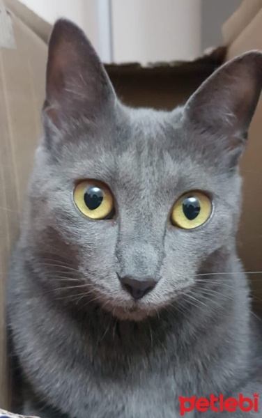 Mavi Rus, Kedi  Luna fotoğrafı