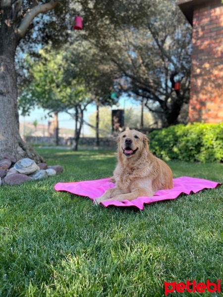 Golden Retriever, Köpek  Jüliet fotoğrafı