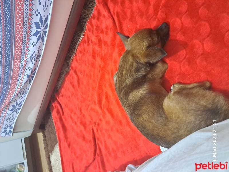 Chihuahua, Köpek  Dobby fotoğrafı