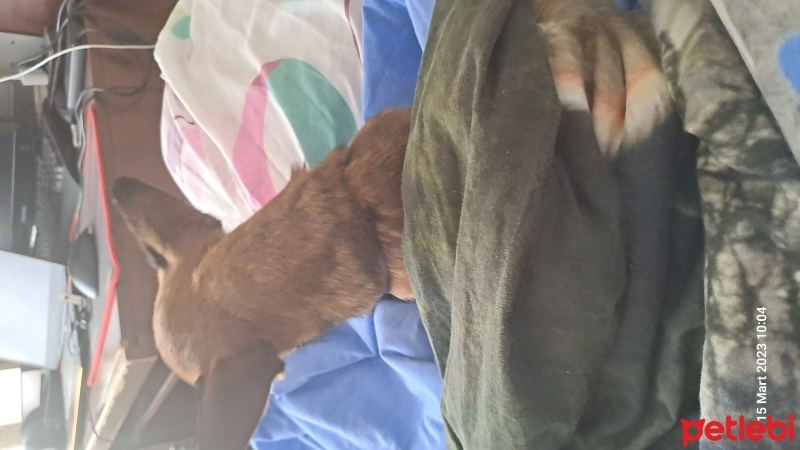 Chihuahua, Köpek  Dobby fotoğrafı