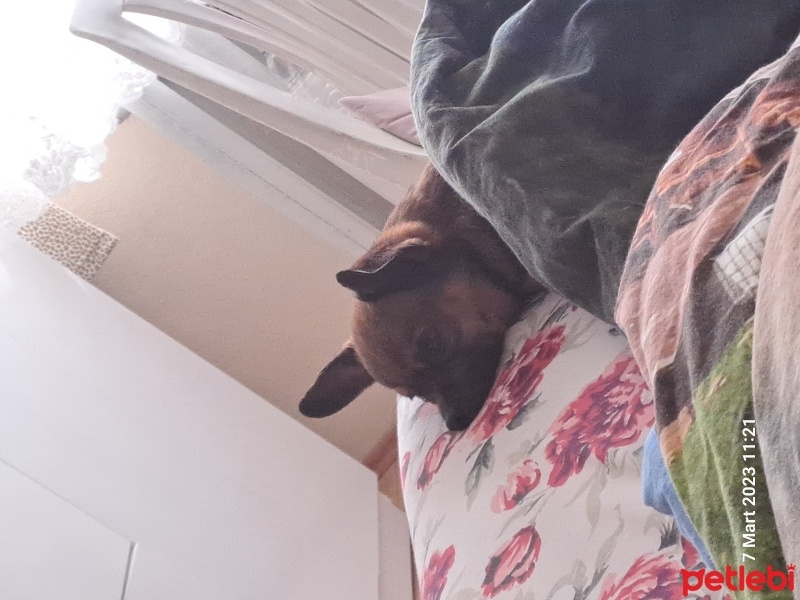 Chihuahua, Köpek  Dobby fotoğrafı