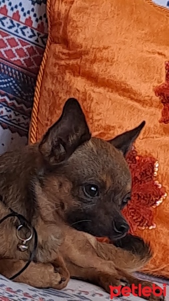 Chihuahua, Köpek  Dobby fotoğrafı