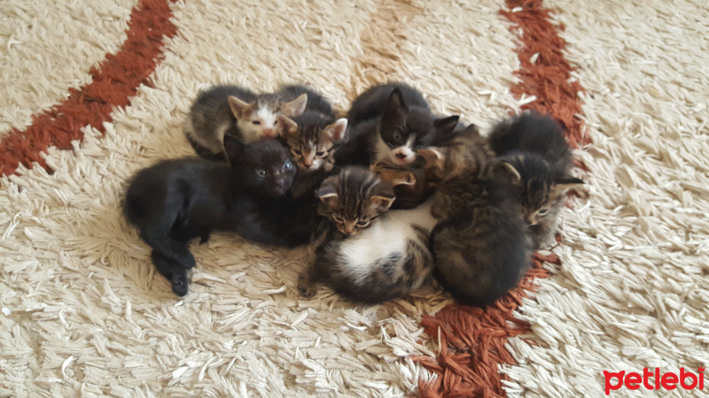 Tekir Kedi, Kedi  Yavru kedi  fotoğrafı
