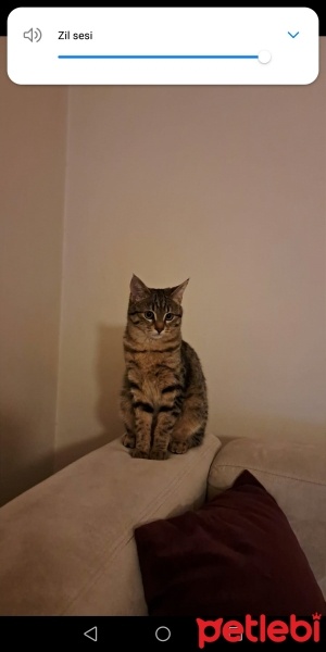 Tekir Kedi, Kedi  Çıtırık fotoğrafı