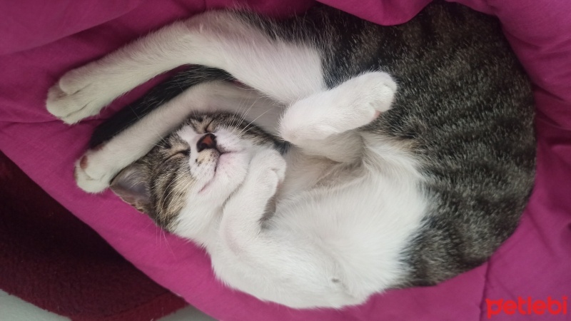 Tekir Kedi, Kedi  Luna fotoğrafı