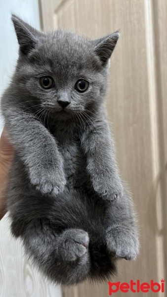 British Shorthair, Kedi  Duman fotoğrafı