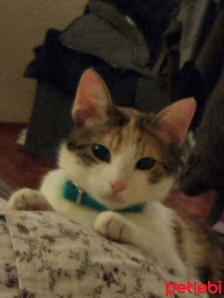 Tekir Kedi, Kedi  köpük fotoğrafı