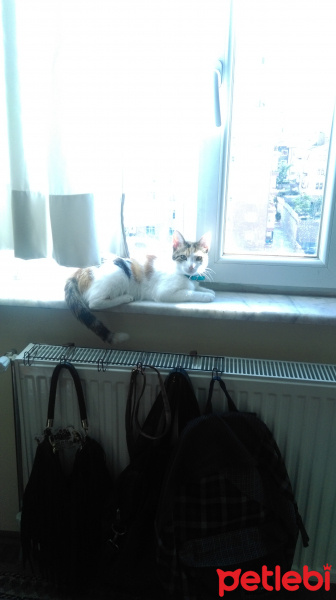Tekir Kedi, Kedi  köpük fotoğrafı