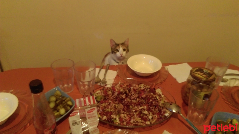 Tekir Kedi, Kedi  köpük fotoğrafı