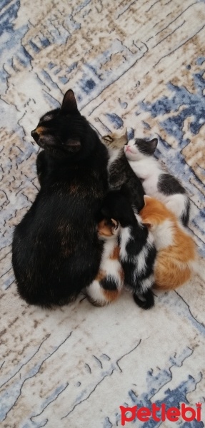 Tekir Kedi, Kedi  İsimsiz yavru kedilerr fotoğrafı