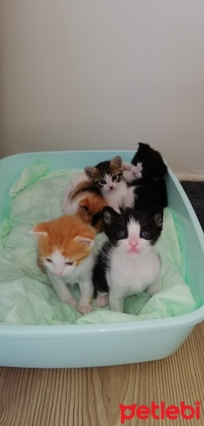 Tekir Kedi, Kedi  İsimsiz yavru kedilerr fotoğrafı