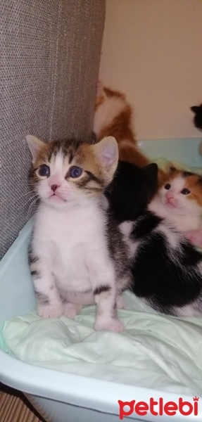 Tekir Kedi, Kedi  İsimsiz yavru kedilerr fotoğrafı