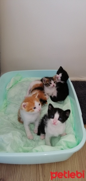 Tekir Kedi, Kedi  İsimsiz yavru kedilerr fotoğrafı