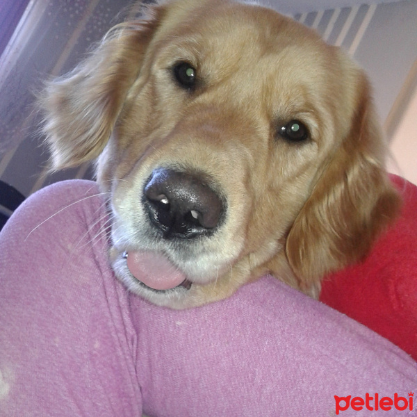 Golden Retriever, Köpek  Berduş fotoğrafı