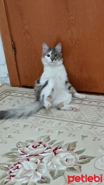 Tekir Kedi, Kedi  MÜEZZA fotoğrafı