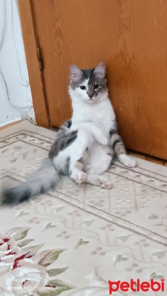 Tekir Kedi, Kedi  MÜEZZA fotoğrafı