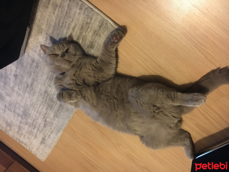 British Shorthair, Kedi  Luki  fotoğrafı