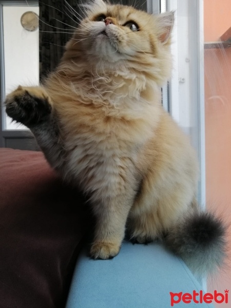 British Longhair, Kedi  carmen fotoğrafı