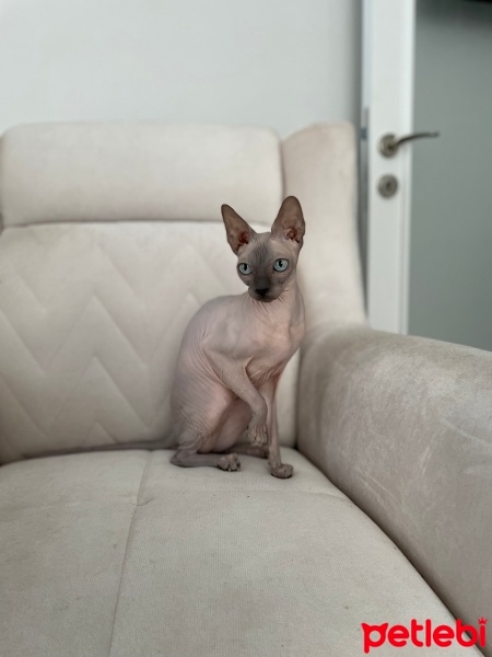 Sphynx, Kedi  Crystal fotoğrafı