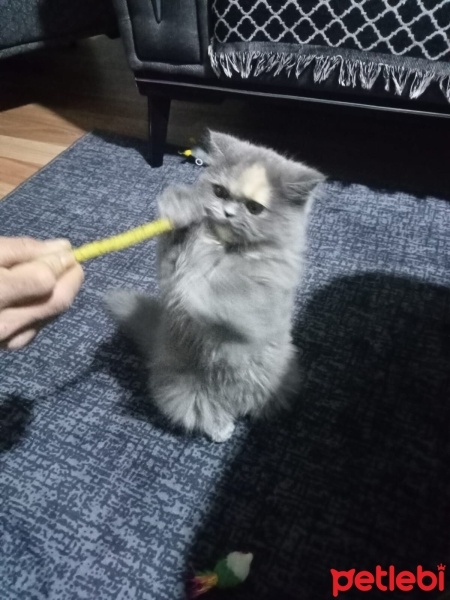 Chinchilla, Kedi  Peluş fotoğrafı