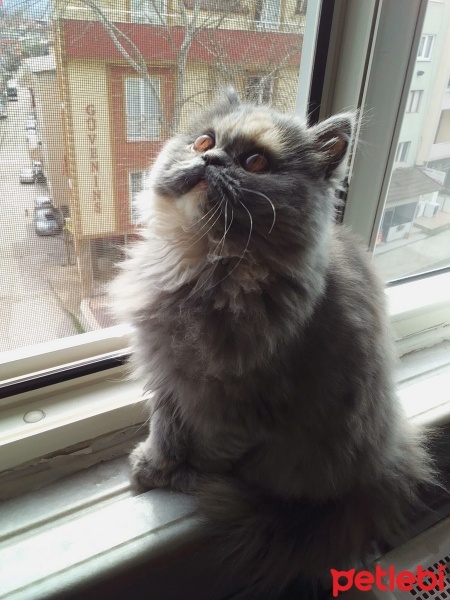 Chinchilla, Kedi  Peluş fotoğrafı