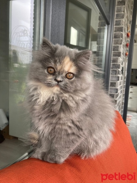 Chinchilla, Kedi  Peluş fotoğrafı