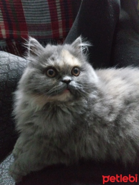Chinchilla, Kedi  Peluş fotoğrafı