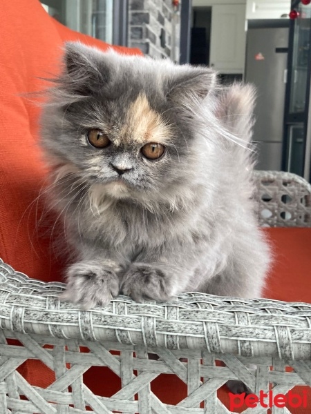 Chinchilla, Kedi  Peluş fotoğrafı