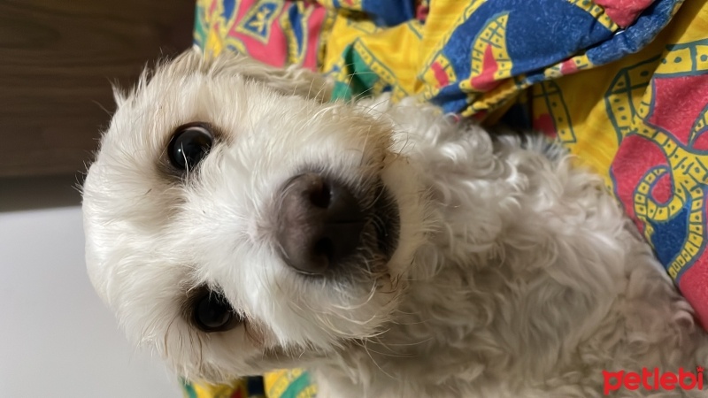 Maltese, Köpek  Daisy fotoğrafı