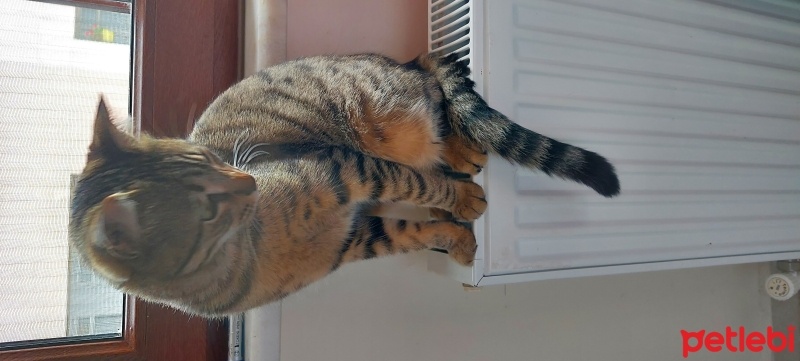 Tekir Kedi, Kedi  Üzüm fotoğrafı
