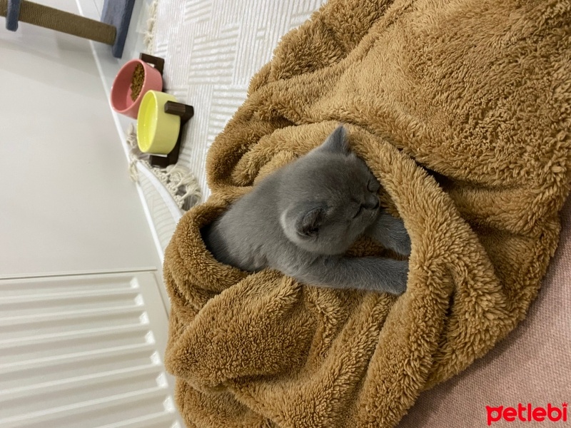 British Shorthair, Kedi  Mia fotoğrafı