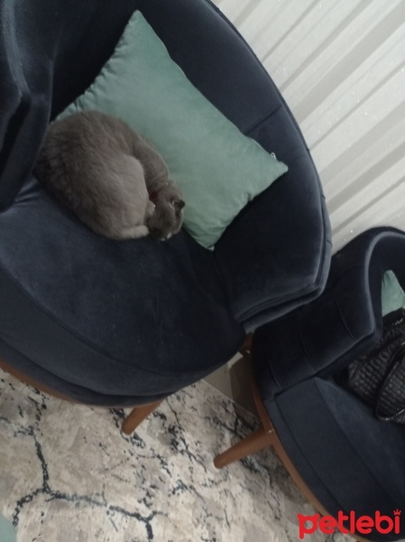 Scottish Fold, Kedi  Lilocan fotoğrafı