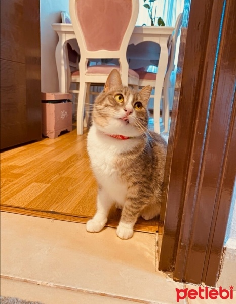 Tekir Kedi, Kedi  Karamel fotoğrafı