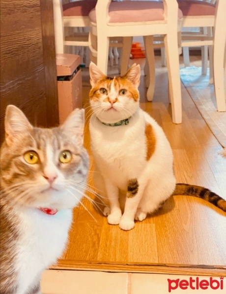 Tekir Kedi, Kedi  Karamel fotoğrafı