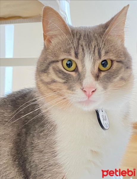 Tekir Kedi, Kedi  Karamel fotoğrafı