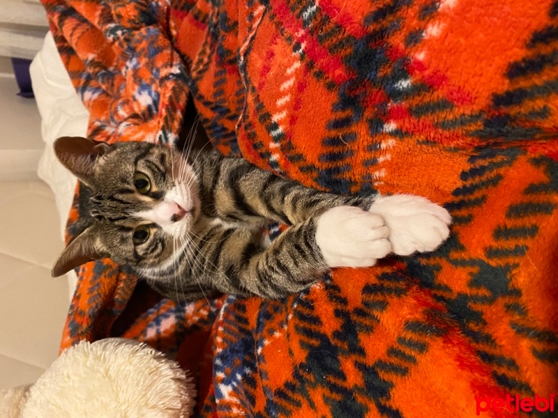 Tekir Kedi, Kedi  Pelinsu fotoğrafı