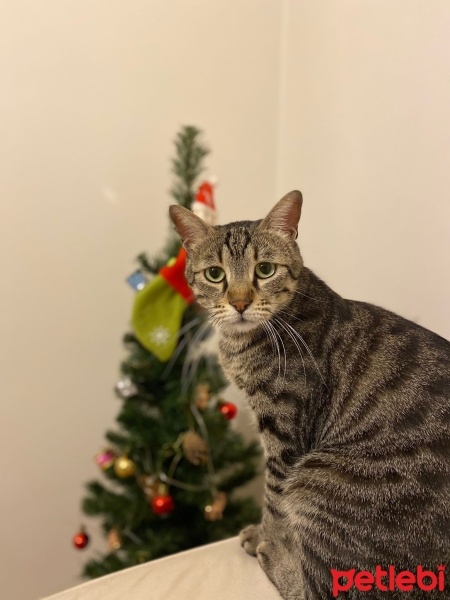 Tekir Kedi, Kedi  Pelinsu fotoğrafı